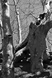 Against the Elements 40